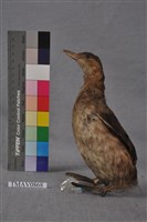 藏品(小鸊鷉)的圖片